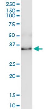 ANXA1 MaxPab rabbit polyclonal antibody (D01)