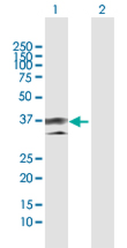 ANXA1 MaxPab rabbit polyclonal antibody (D01)