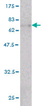 ACTB monoclonal antibody (M01), clone 3G4-F9