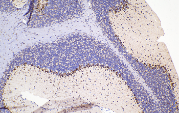 Multi-rAb Polymer HRP-Goat Anti-Rabbit Recombinant Secondary Antibody (H+L)