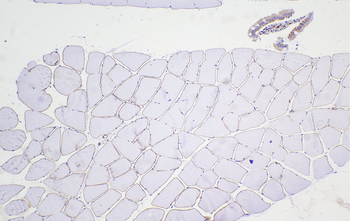 Multi-rAb Polymer HRP-Goat Anti-Rabbit Recombinant Secondary Antibody (H+L)