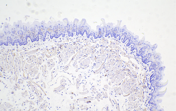 Multi-rAb Polymer HRP-Goat Anti-Rabbit Recombinant Secondary Antibody (H+L)