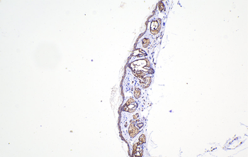 Multi-rAb Polymer HRP-Goat Anti-Rabbit Recombinant Secondary Antibody (H+L)