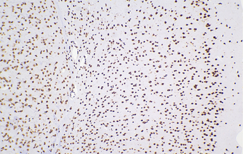 Multi-rAb Polymer HRP-Goat Anti-Rabbit Recombinant Secondary Antibody (H+L)