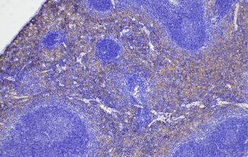 Multi-rAb Polymer HRP-Goat Anti-Rabbit Recombinant Secondary Antibody (H+L)