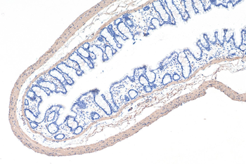 Multi-rAb Polymer HRP-Goat Anti-Rabbit Recombinant Secondary Antibody (H+L)