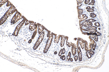 Multi-rAb Polymer HRP-Goat Anti-Rabbit Recombinant Secondary Antibody (H+L)