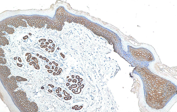 Multi-rAb Polymer HRP-Goat Anti-Rabbit Recombinant Secondary Antibody (H+L)