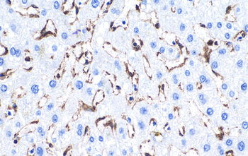 Multi-rAb Polymer HRP-Goat Anti-Rabbit Recombinant Secondary Antibody (H+L)