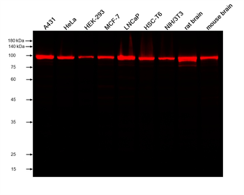 Multi-rAb CoraLite Plus 750-Goat Anti-Rabbit Recombinant Secondary Antibody (H+L)