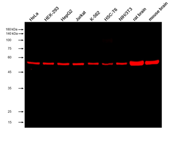 Multi-rAb CoraLite Plus 750-Goat Anti-Rabbit Recombinant Secondary Antibody (H+L)