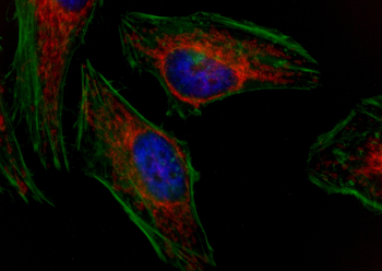 Multi-rAb CoraLite Plus 750-Goat Anti-Rabbit Recombinant Secondary Antibody (H+L)