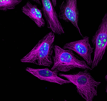 Multi-rAb CoraLite Plus 647-Goat Anti-Rabbit Recombinant Secondary Antibody (H+L)