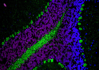 Multi-rAb CoraLite Plus 647-Goat Anti-Rabbit Recombinant Secondary Antibody (H+L)