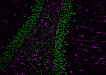 Multi-rAb CoraLite Plus 647-Goat Anti-Rabbit Recombinant Secondary Antibody (H+L)