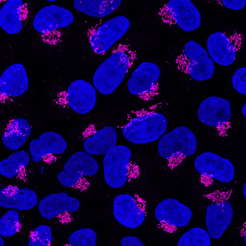 Multi-rAb CoraLite Plus 647-Goat Anti-Rabbit Recombinant Secondary Antibody (H+L)