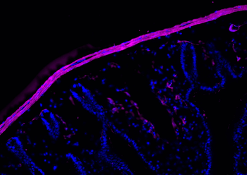 Multi-rAb CoraLite Plus 647-Goat Anti-Rabbit Recombinant Secondary Antibody (H+L)