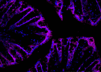 Multi-rAb CoraLite Plus 647-Goat Anti-Rabbit Recombinant Secondary Antibody (H+L)