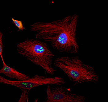 Multi-rAb CoraLite Plus 594-Goat Anti-Rabbit Recombinant Secondary Antibody (H+L)