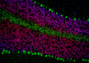 Multi-rAb CoraLite Plus 594-Goat Anti-Rabbit Recombinant Secondary Antibody (H+L)