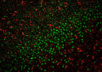 Multi-rAb CoraLite Plus 594-Goat Anti-Rabbit Recombinant Secondary Antibody (H+L)