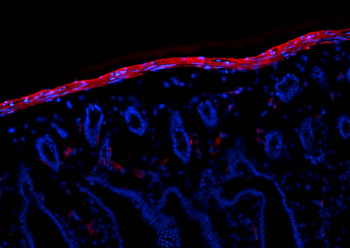 Multi-rAb CoraLite Plus 594-Goat Anti-Rabbit Recombinant Secondary Antibody (H+L)