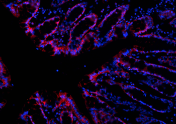 Multi-rAb CoraLite Plus 594-Goat Anti-Rabbit Recombinant Secondary Antibody (H+L)