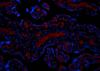 Multi-rAb CoraLite Plus 594-Goat Anti-Rabbit Recombinant Secondary Antibody (H+L)