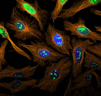 Multi-rAb CoraLite Plus 555-Goat Anti-Rabbit Recombinant Secondary Antibody (H+L)