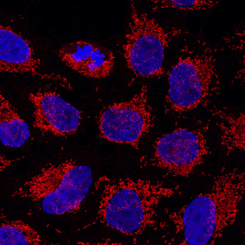 Multi-rAb CoraLite Plus 555-Goat Anti-Rabbit Recombinant Secondary Antibody (H+L)