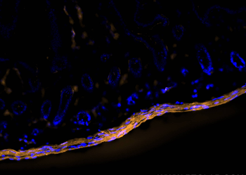 Multi-rAb CoraLite Plus 555-Goat Anti-Rabbit Recombinant Secondary Antibody (H+L)