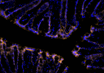 Multi-rAb CoraLite Plus 555-Goat Anti-Rabbit Recombinant Secondary Antibody (H+L)