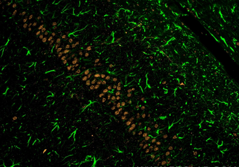 Multi-rAb CoraLite Plus 488-Goat Anti-Rabbit Recombinant Secondary Antibody (H+L)