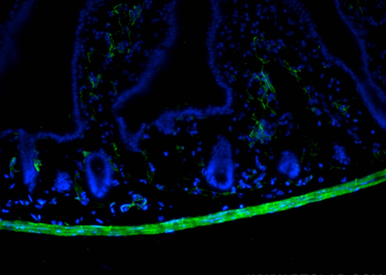 Multi-rAb CoraLite Plus 488-Goat Anti-Rabbit Recombinant Secondary Antibody (H+L)