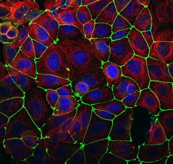 Multi-rAb CoraLite Plus 488-Goat Anti-Rabbit Recombinant Secondary Antibody (H+L)