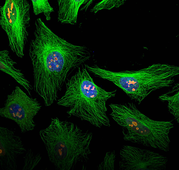 Multi-rAb CoraLite Plus 488-Goat Anti-Rabbit Recombinant Secondary Antibody (H+L)