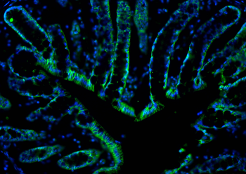 Multi-rAb CoraLite Plus 488-Goat Anti-Rabbit Recombinant Secondary Antibody (H+L)