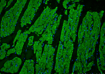 Multi-rAb CoraLite Plus 488-Goat Anti-Rabbit Recombinant Secondary Antibody (H+L)