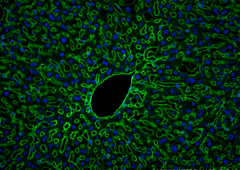 Multi-rAb CoraLite Plus 488-Goat Anti-Rabbit Recombinant Secondary Antibody (H+L)