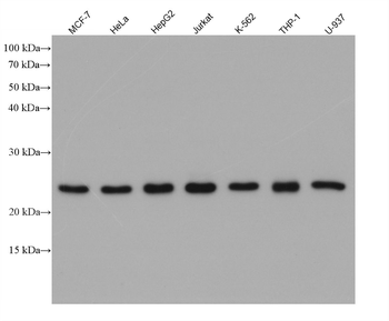 Multi-rAb HRP-Goat Anti-Rabbit Recombinant Secondary Antibody (H+L)