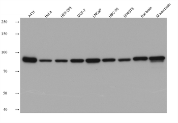 Multi-rAb HRP-Goat Anti-Rabbit Recombinant Secondary Antibody (H+L)