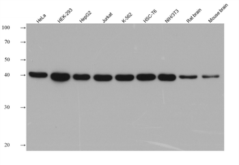 Multi-rAb HRP-Goat Anti-Rabbit Recombinant Secondary Antibody (H+L)