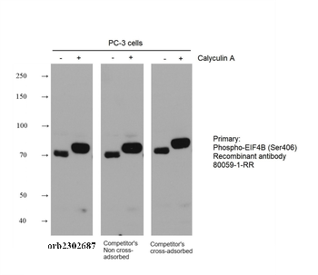 Multi-rAb HRP-Goat Anti-Rabbit Recombinant Secondary Antibody (H+L)