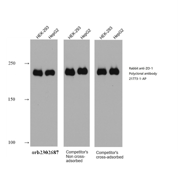 Multi-rAb HRP-Goat Anti-Rabbit Recombinant Secondary Antibody (H+L)