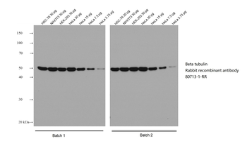 Multi-rAb HRP-Goat Anti-Rabbit Recombinant Secondary Antibody (H+L)