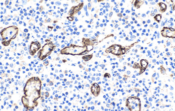 Multi-rAb Polymer HRP-Goat Anti-Mouse Recombinant Secondary Antibody (H+L)