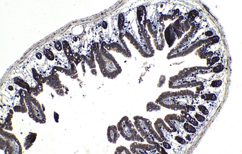 Multi-rAb Polymer HRP-Goat Anti-Mouse Recombinant Secondary Antibody (H+L)