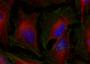 Multi-rAb CoraLite Plus 750-Goat Anti-Mouse Recombinant Secondary Antibody (H+L)