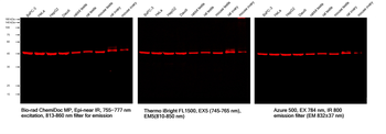 Multi-rAb CoraLite Plus 750-Goat Anti-Mouse Recombinant Secondary Antibody (H+L)