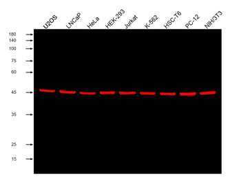 Multi-rAb CoraLite Plus 750-Goat Anti-Mouse Recombinant Secondary Antibody (H+L)